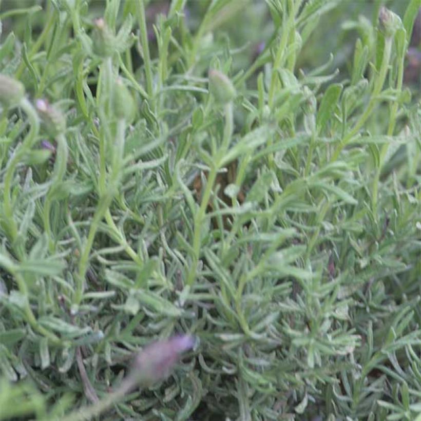 Lavandula Fat Head - Lavanda selvatica (Fogliame)