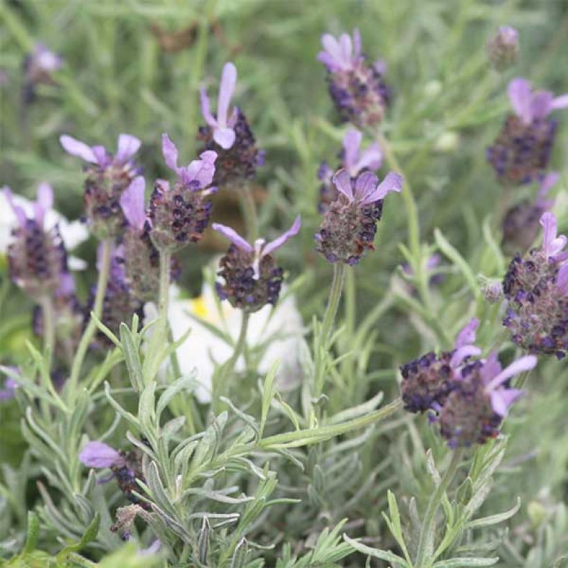 Lavandula Fat Head - Lavanda selvatica (Fioritura)