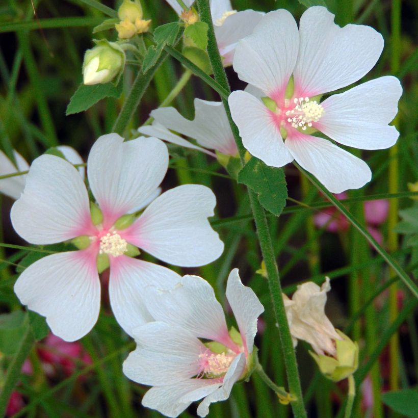 Lavatera Frederique (Fioritura)