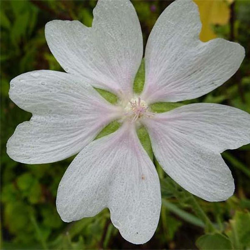 Lavatera White Angel (Fioritura)