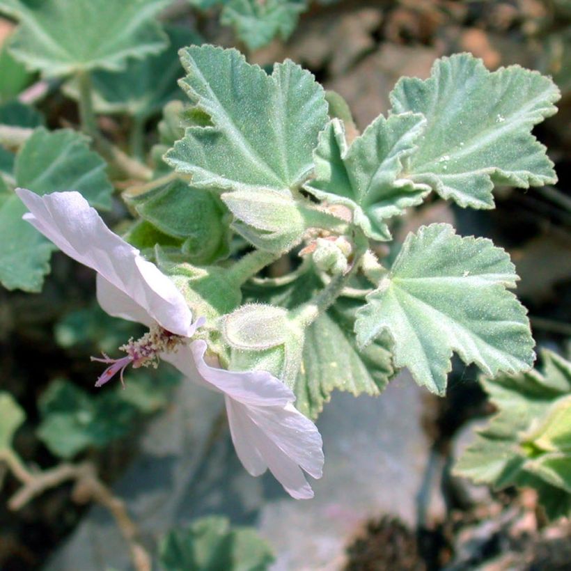 Lavatera maritima (Fogliame)