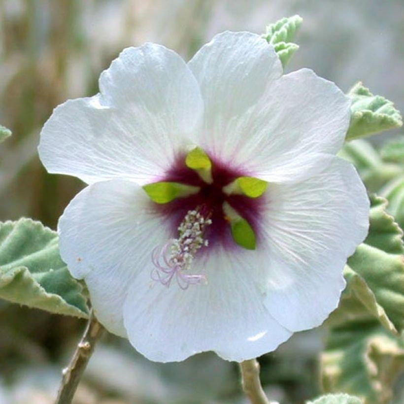 Lavatera maritima (Fioritura)