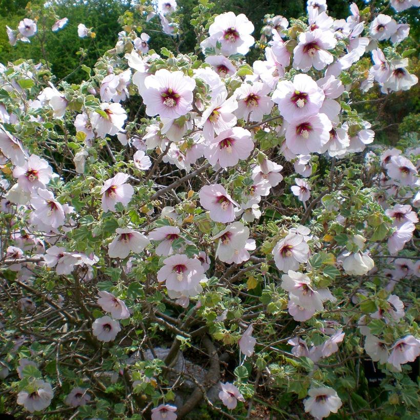 Lavatera maritima (Porto)