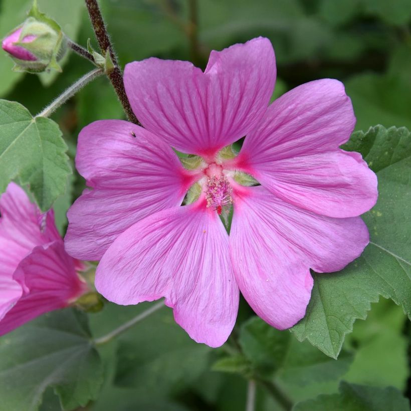 Lavatera olbia Rosea (Fioritura)