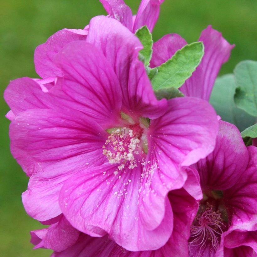 Lavatera thuringiaca Bredon Springs (Fioritura)