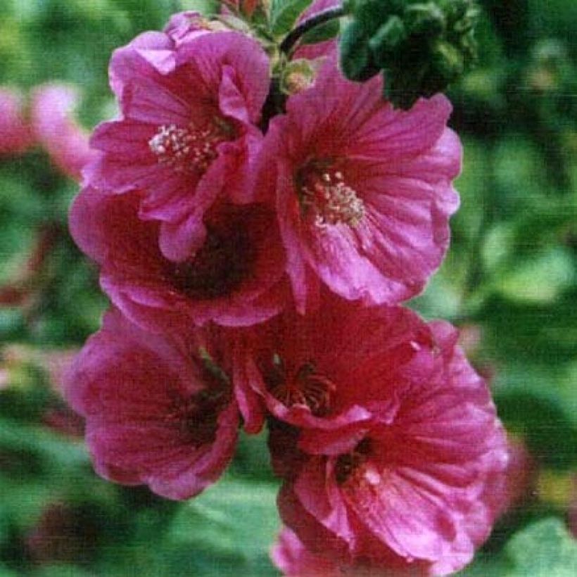 Lavatera Red Rum (Fioritura)