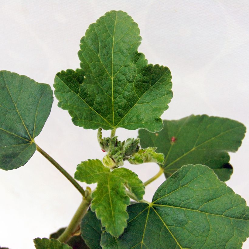 Lavatera Blushing Bride (Fogliame)