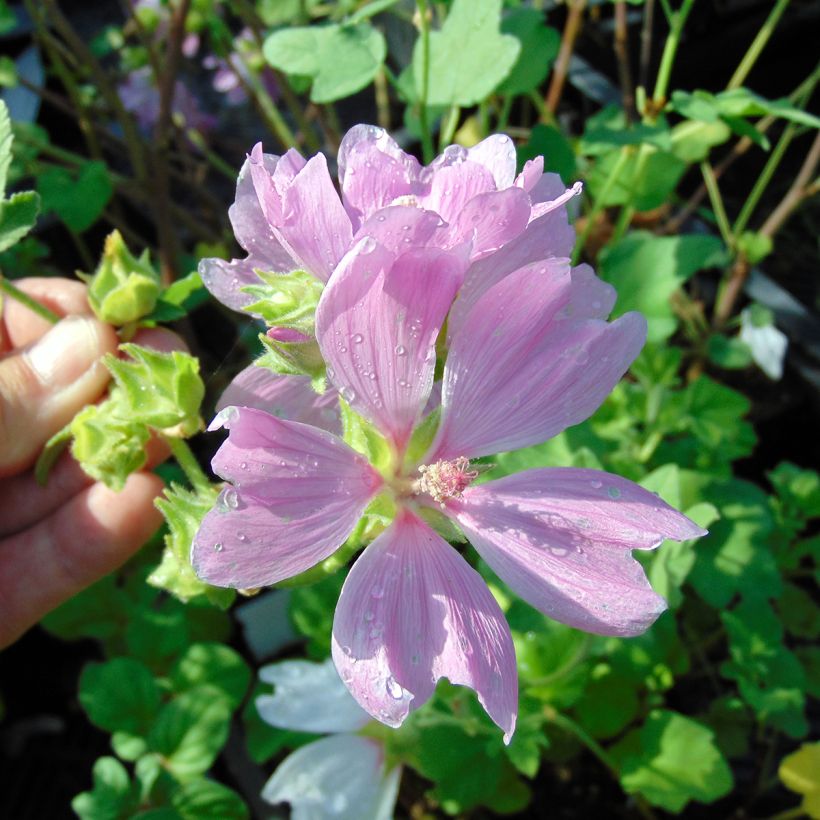 Lavatera Blushing Bride (Fioritura)