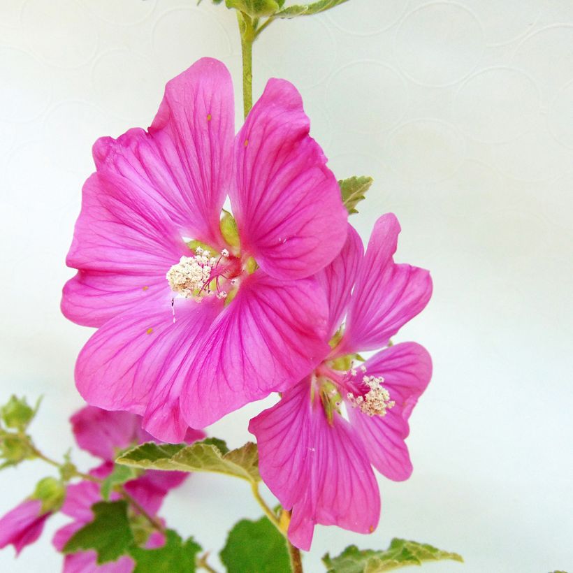 Lavatera Burgundy Wine (Fioritura)