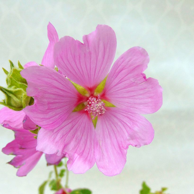 Lavatera Candy Floss (Fioritura)