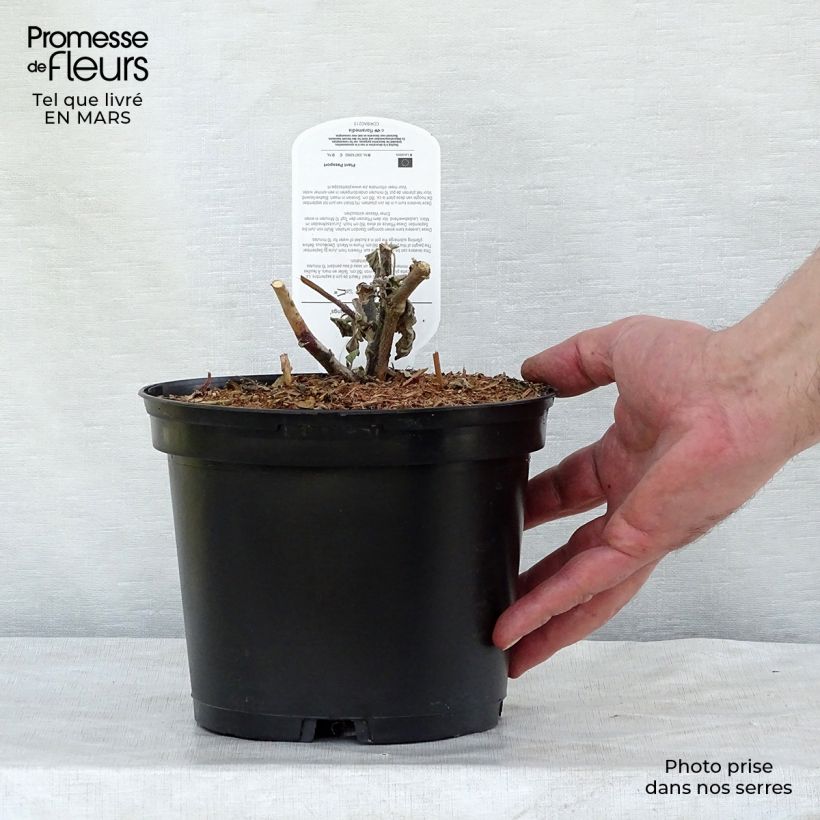 Lavatère thuringiaca Bredon Springs Pot de 2L/3L esemplare consegnato in inverno