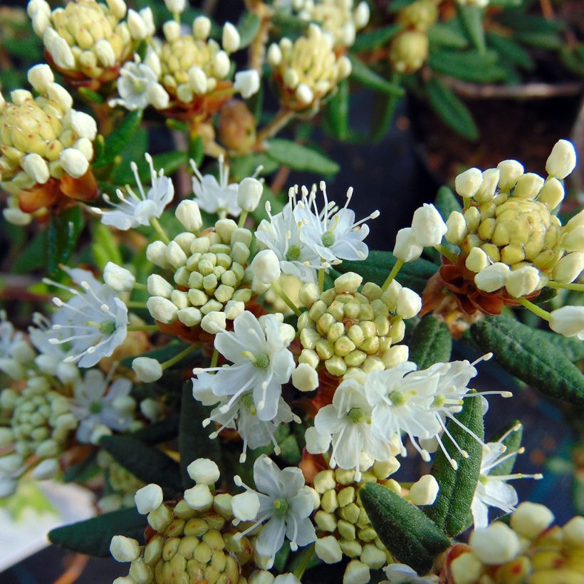 Ledum groenlandicum Helma (Fioritura)