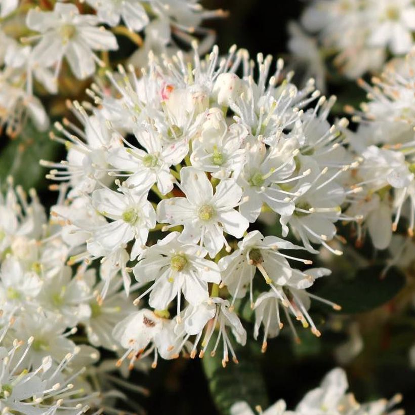 Ledum groenlandicum Compactum (Fioritura)