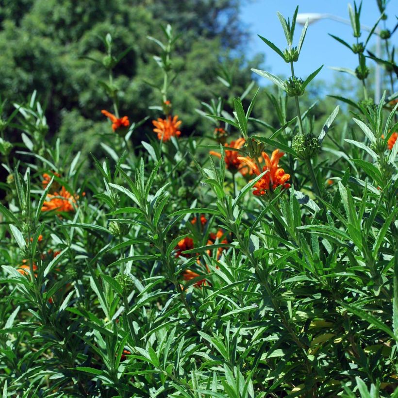 Leonotis leonurus - Coda di leone (Fogliame)