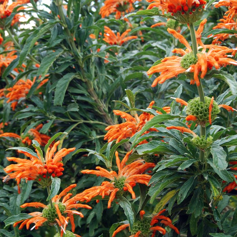 Leonotis leonurus - Coda di leone (Fioritura)