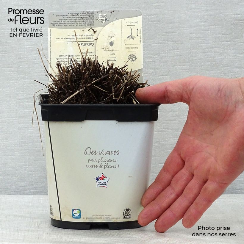 Leontopodium alpinum Blossom of Snow - Edelweiss des Alpes en pot de 2/3 litres esemplare consegnato in inverno