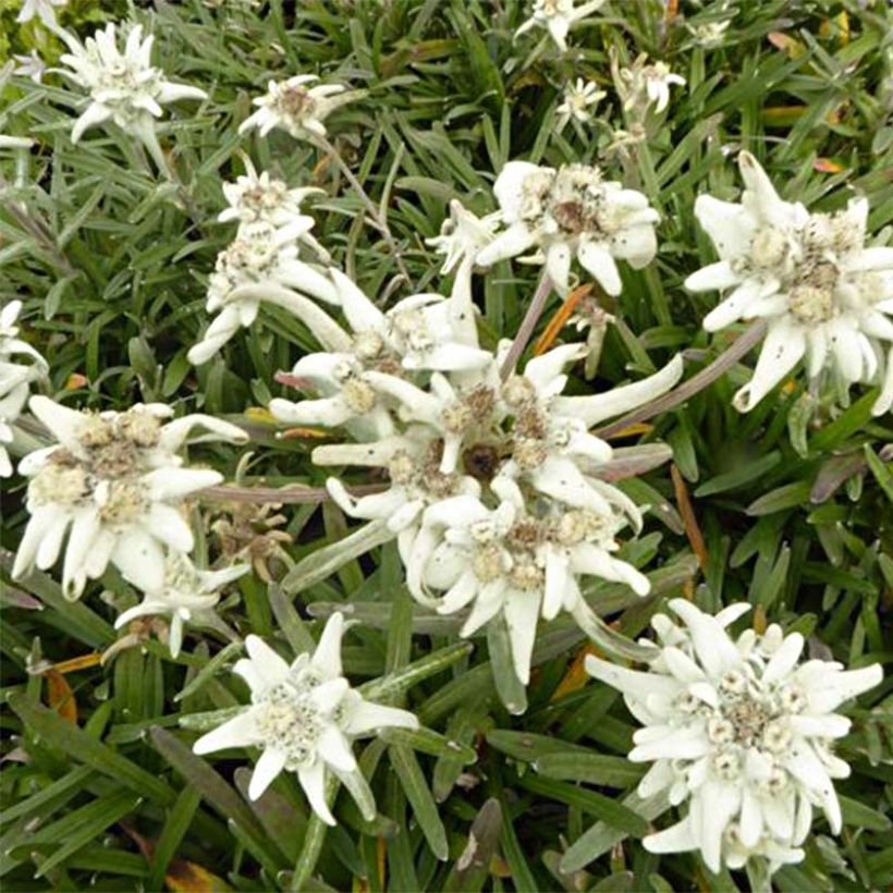 Leontopodium alpinum Mont Blanc - Stella alpina (Fioritura)