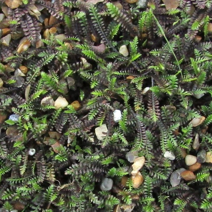 Leptinella squalida (Fogliame)