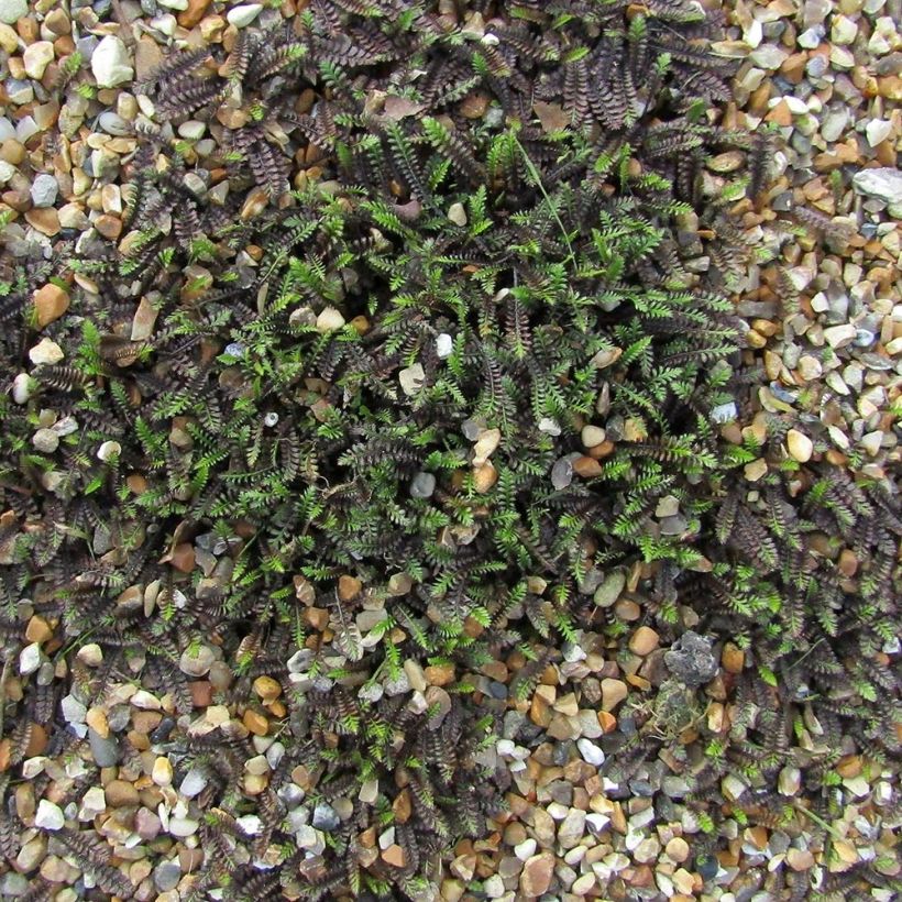 Leptinella squalida (Porto)