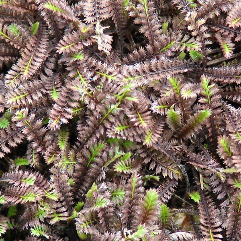 Leptinella squalida Platt's Black (Fogliame)