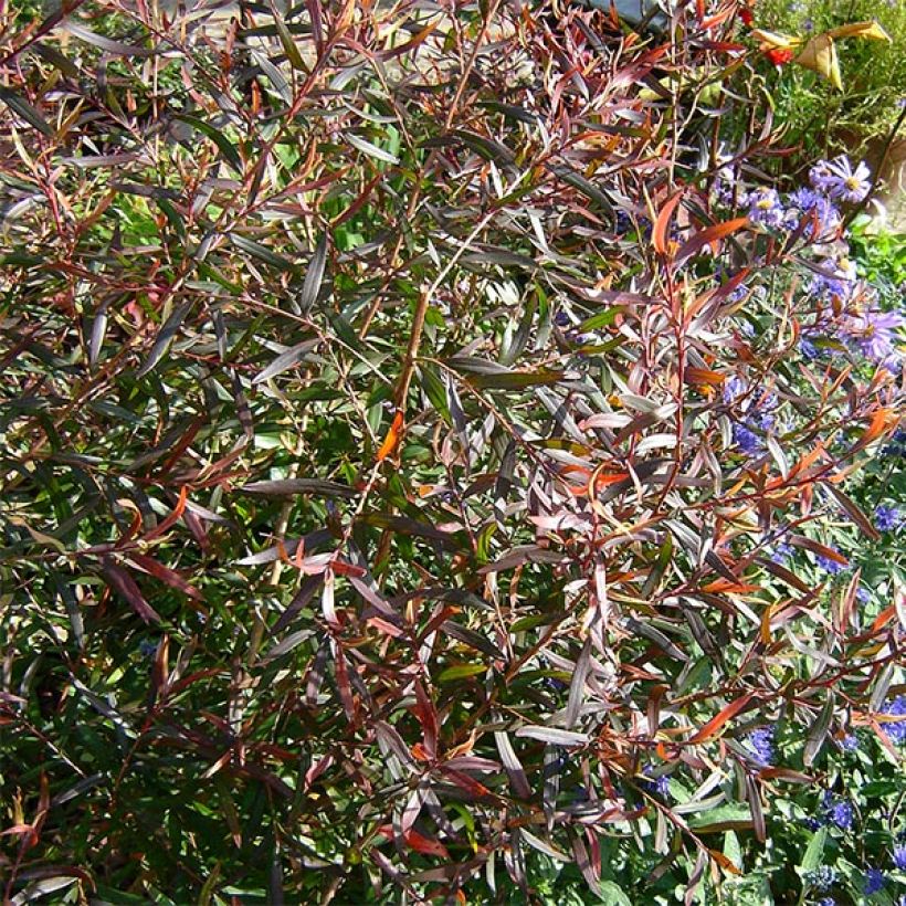 Leptospermum macrocarpum Copper Sheen (Fogliame)