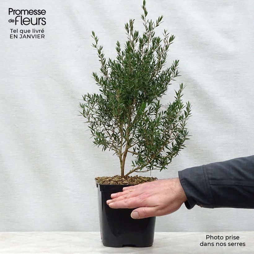 Leptospermum Karo Pearl Star - Arbre à thé Pot de 2L/3L esemplare consegnato in inverno