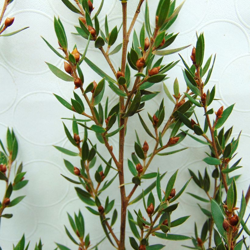 Leptospermum Karo Pearl Star - Manuka (Fogliame)