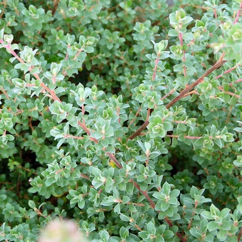 Leptospermum lanigerum Karo Silver Ice (Fogliame)