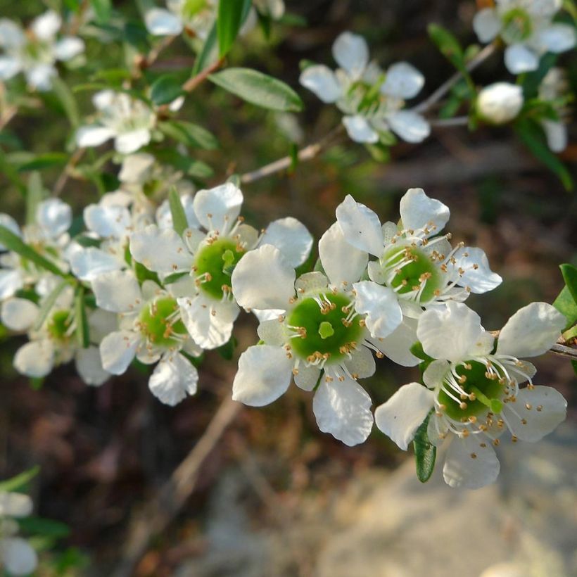 Leptospermum lanigerum Karo Silver Ice (Fioritura)