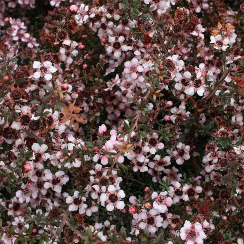 Leptospermum scoparium Nanum Tui - Manuka (Fioritura)