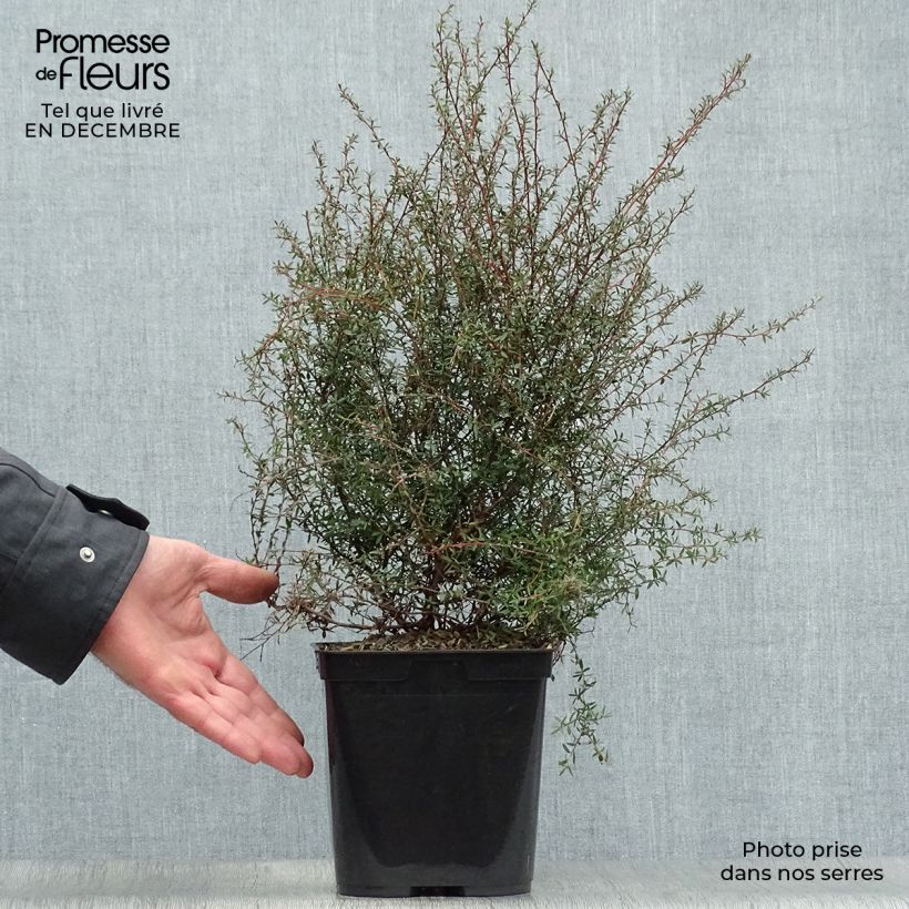 Leptospermum  Wiri Kerry - Arbre à thé Pot de 2L/3L esemplare consegnato in inverno