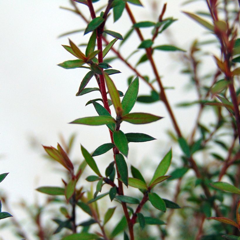 Leptospermum scoparium Wiri Kerry - Manuka (Fogliame)