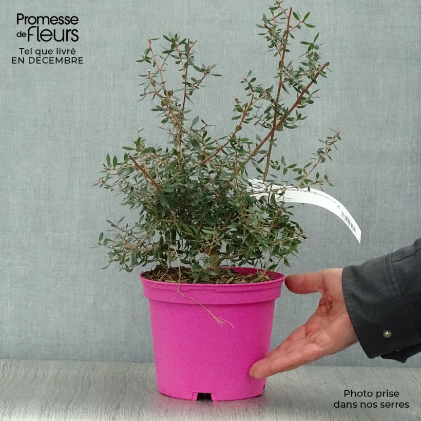 Leptospermum lanigerum Mesmer Eyes - Arbre à thé Pot de 3L esemplare consegnato in inverno