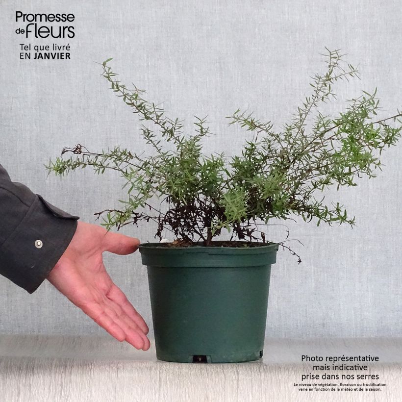 Leptospermum scoparium Blanc Pot de 2L/3L esemplare consegnato in inverno