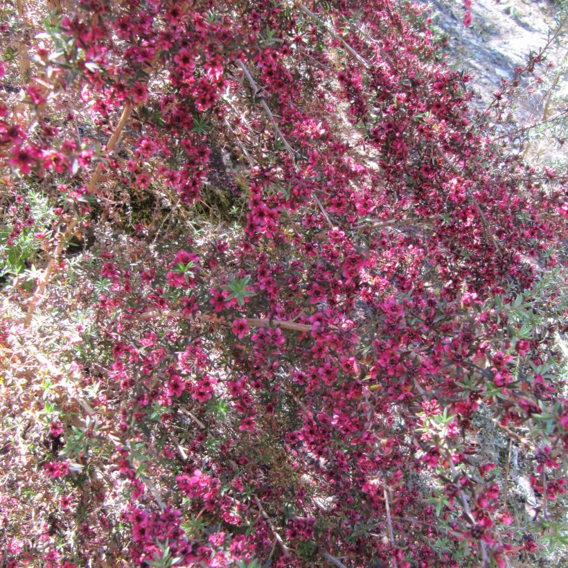 Leptospermum scoparium Jubilee - Manuka (Fioritura)