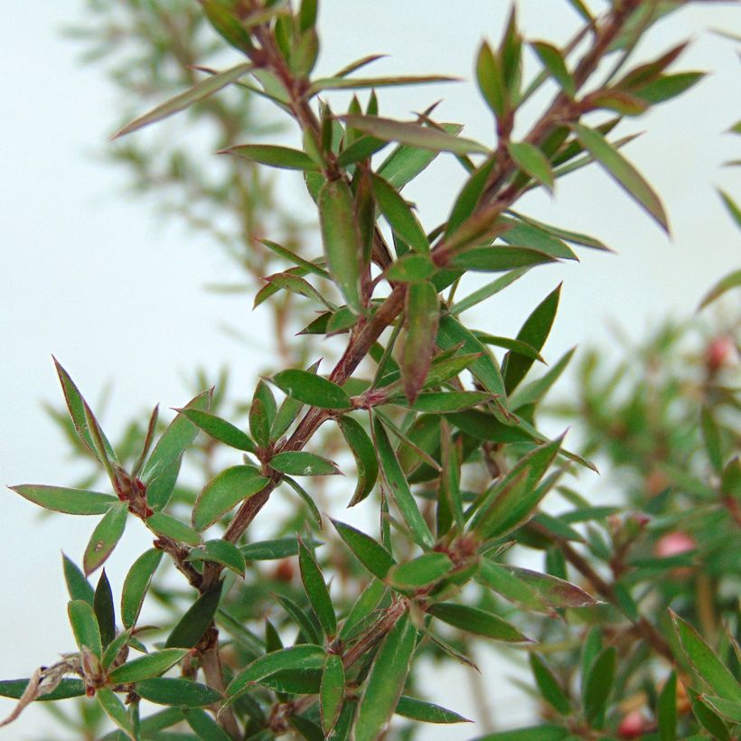 Leptospermum scoparium Jubilee - Manuka (Fogliame)