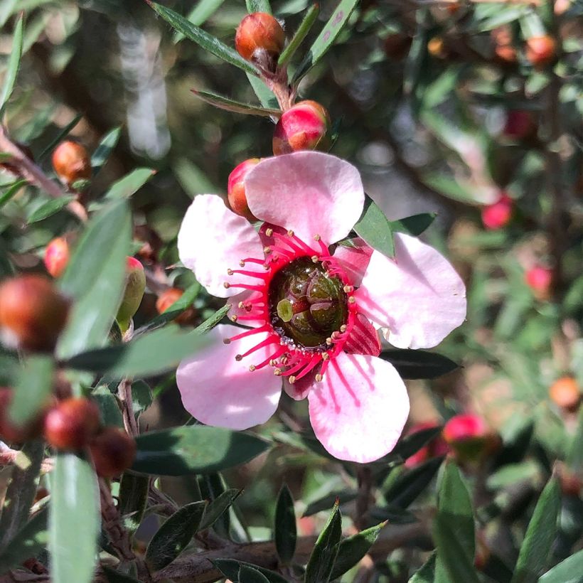 Leptospermum scoparium Martini - Manuka (Fioritura)