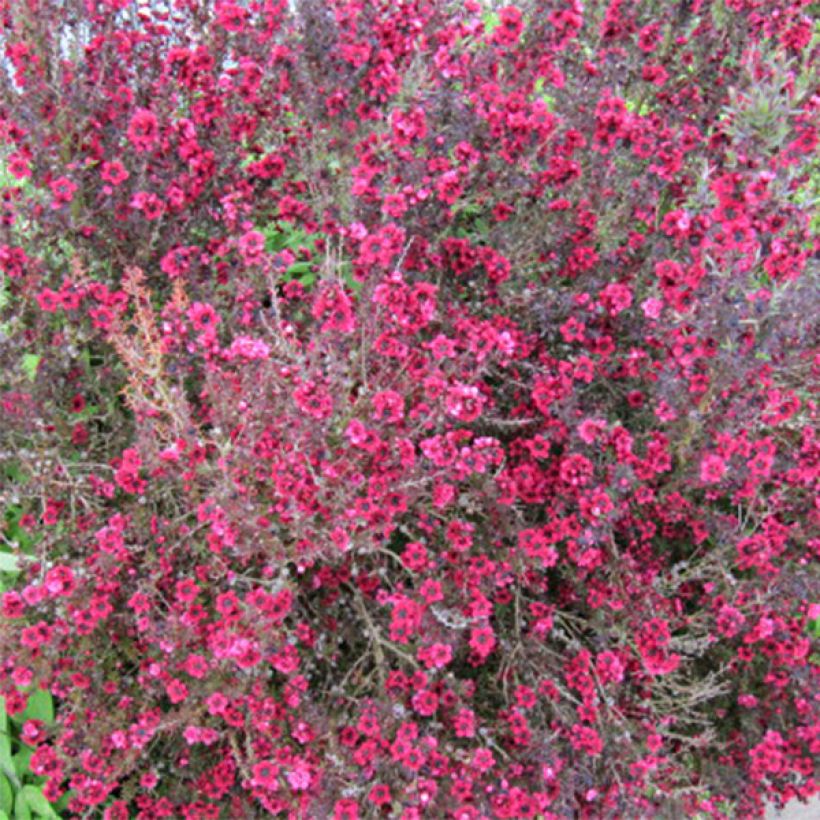 Leptospermum scoparium Red damask - Manuka (Fioritura)