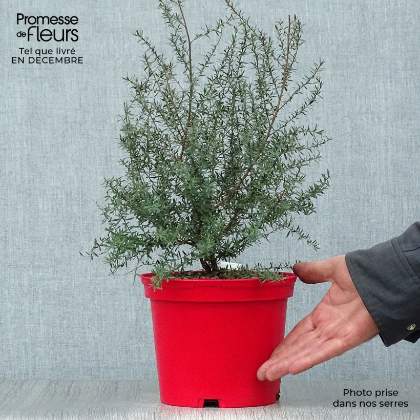 Leptospermum scoparium Red damask - Arbre à thé Pot de 3L/4L esemplare consegnato in inverno