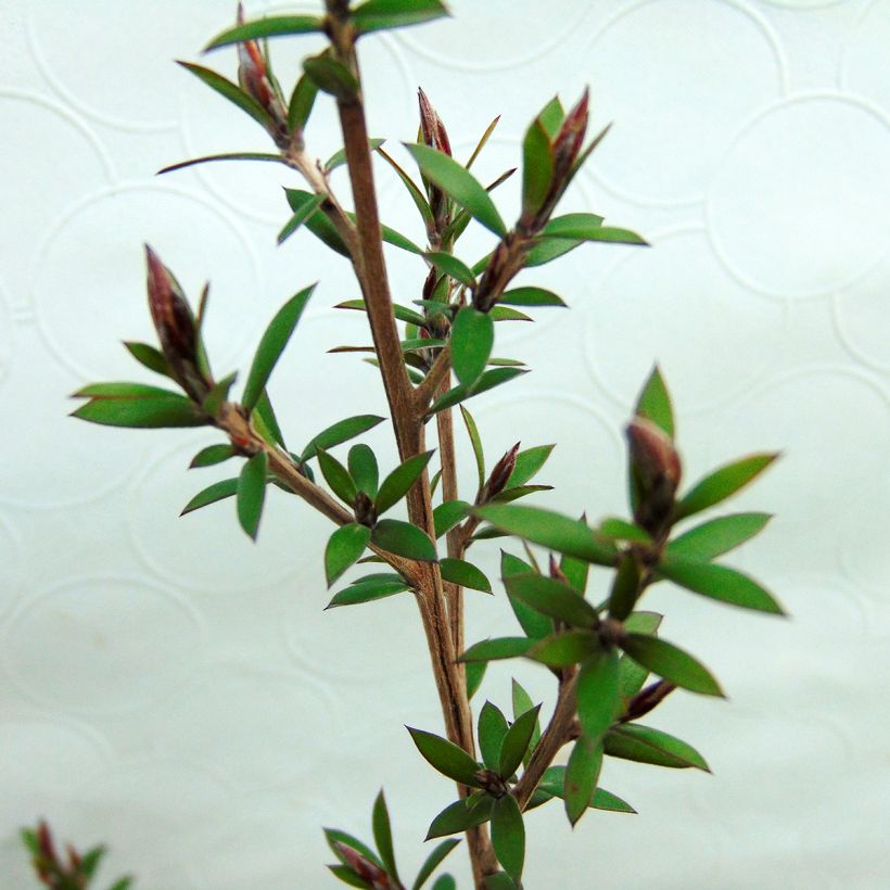 Leptospermum scoparium Red damask - Manuka (Fogliame)