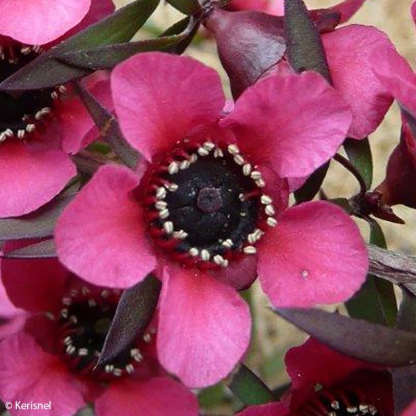 Leptospermum scoparium Red Falls - Manuka (Fioritura)