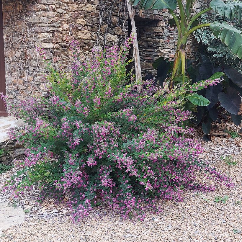 Lespedeza liukiuensis Little Volcano (Porto)