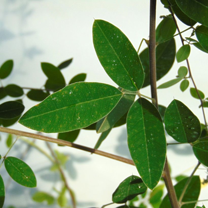 Lespedeza thunbergii (Fogliame)