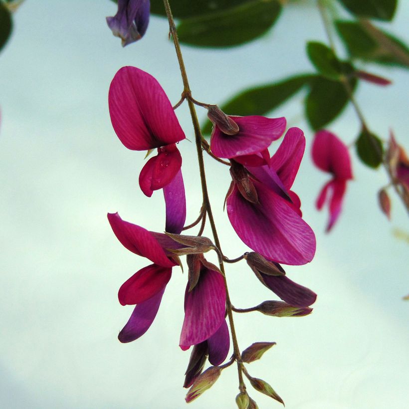 Lespedeza thunbergii (Fioritura)