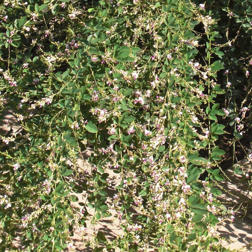 Lespedeza thunbergii Edo-Shibori (Fogliame)