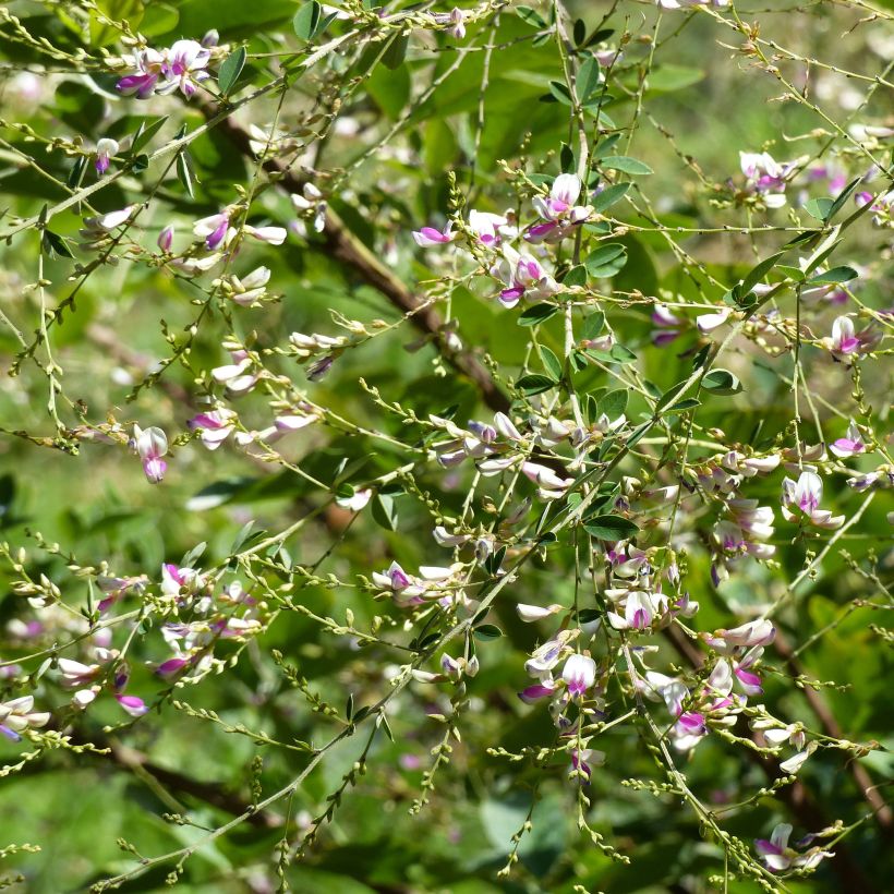 Lespedeza thunbergii Edo-Shibori (Fioritura)