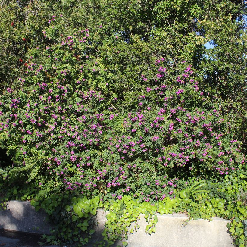 Lespedeza thunbergii (Porto)