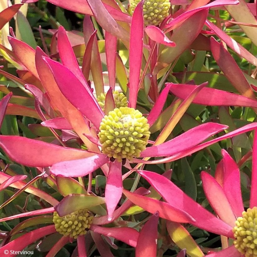 Leucadendron salignum Cheeky (Fioritura)