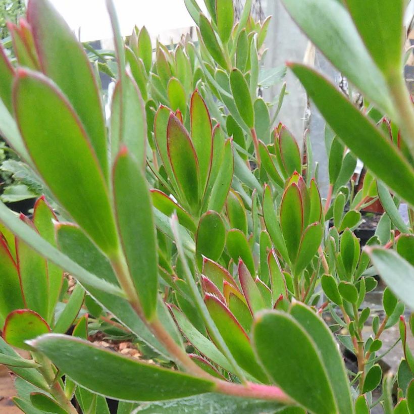 Leucadendron salignum Fireglow (Fogliame)