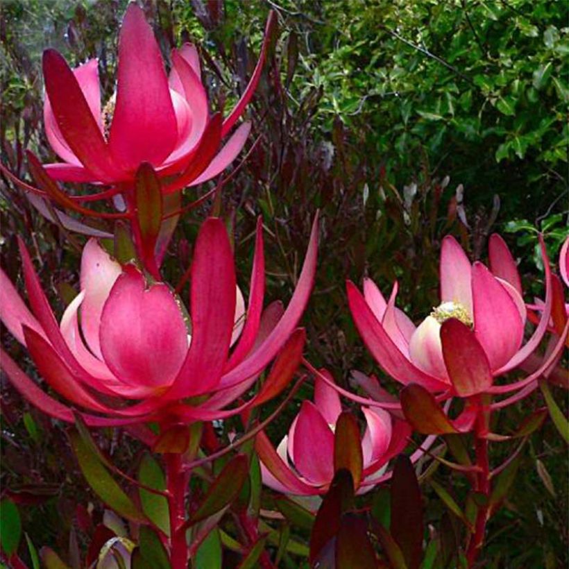 Leucadendron salignum Fireglow (Fioritura)